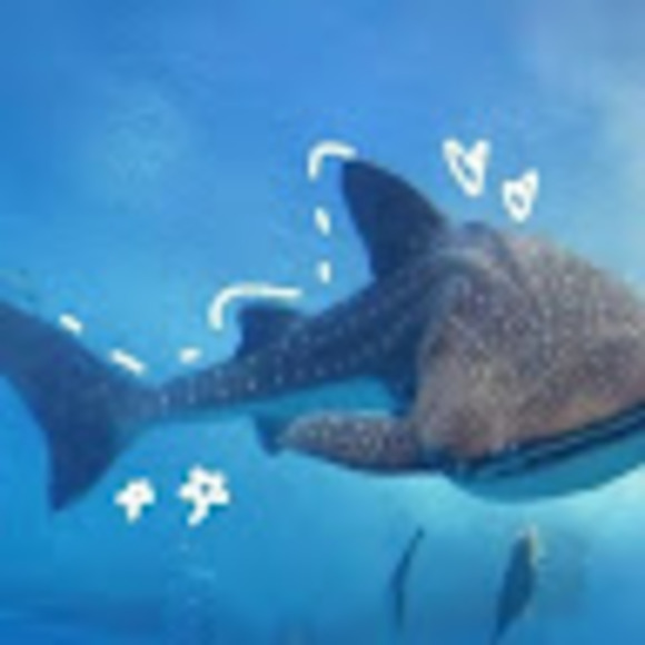 shark_lover1020